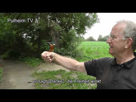 Eisvogel - die kleine Geschichte