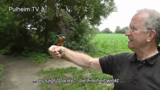 preview picture of video 'Eisvogel - die kleine Geschichte'