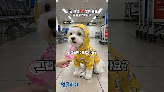 다낭 여행 🇻🇳 길을 잃었을 때 #영어회화