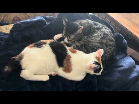 I can’t stop looking at them #cat #catvideos  