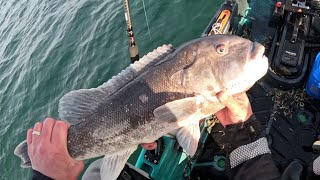 More Great Tautog Fishing With Another Kayak Cod