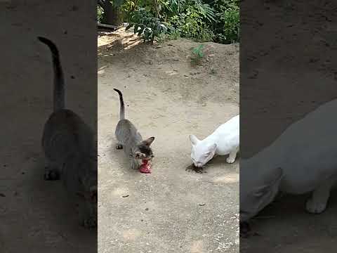 Nice to post a beautiful scene#cat #shorts #shortvideo     #shortsfeed