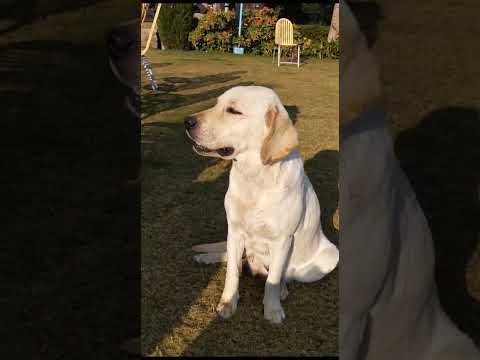 Brader dog #dog #doglover