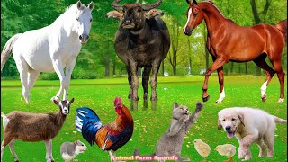 Farm Animal Habitat: Buffalo, Cow, Pig, Chicken, Rabbit, Cat, Duck, Dog & Goat | Animal Video