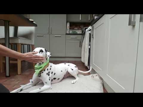 Harmony Professional Dog Training video.