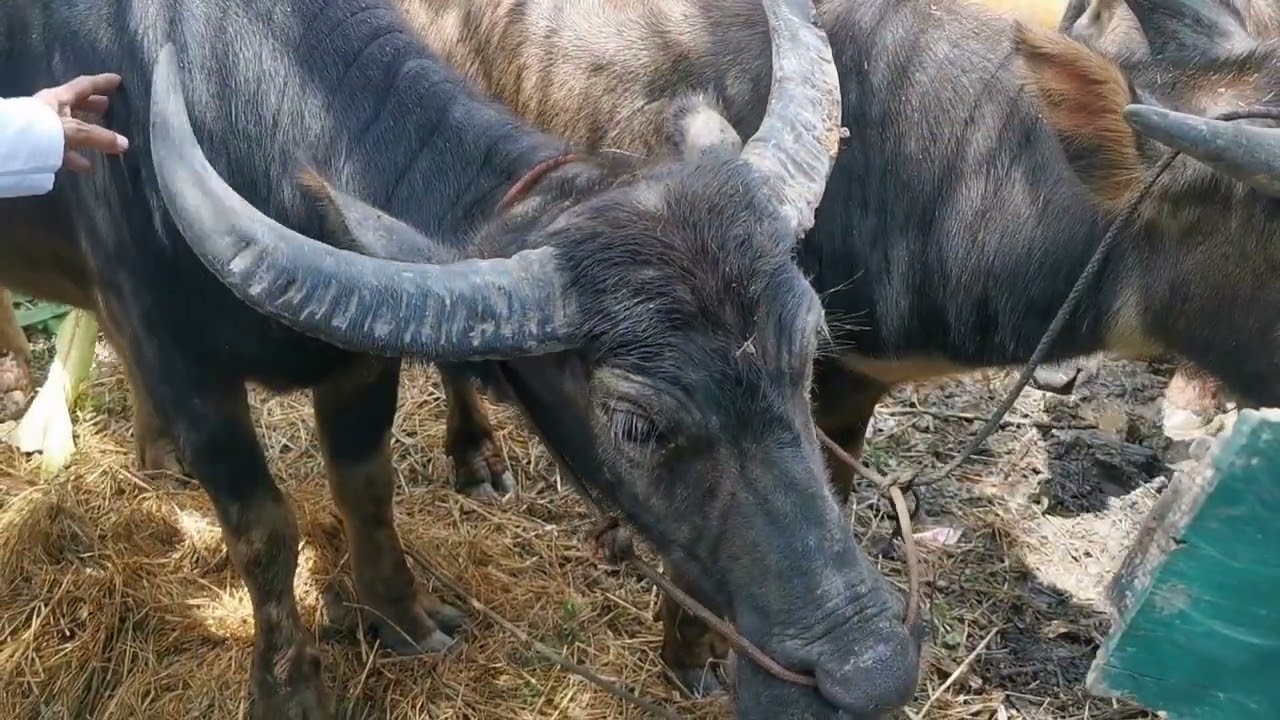 ประเพณีพิธีสู่ขวัญวัวควาย วัฒนธรรมภาคเหนือ