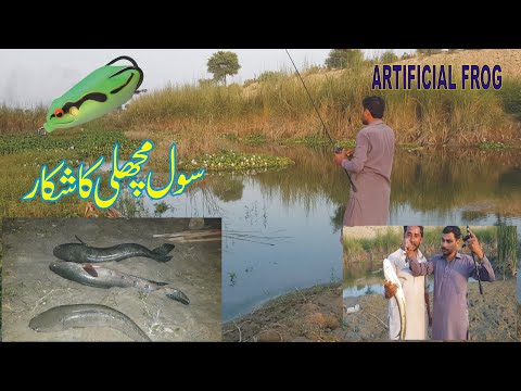 Sole Snakehead ka shikar in pakistan/sole pakdne ka tarika/ sole shikar 2022