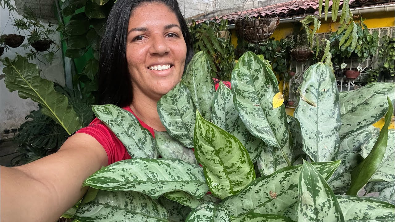 Plantas imortais existem 🌱(super resistentes) 🌱