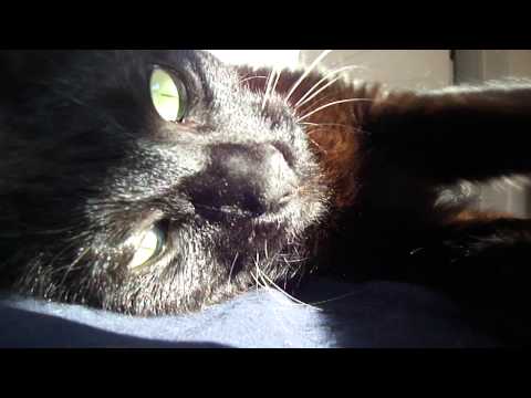 78-One minute of videoart every day - Bonzo contre le vidéo