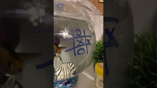 Quarantined Girl Plays Tic Tac Toe with Her Fish || ViralHog