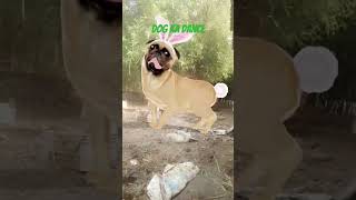 kutta ka video#shorts #shortvideo #comedy #viralvideo #cute