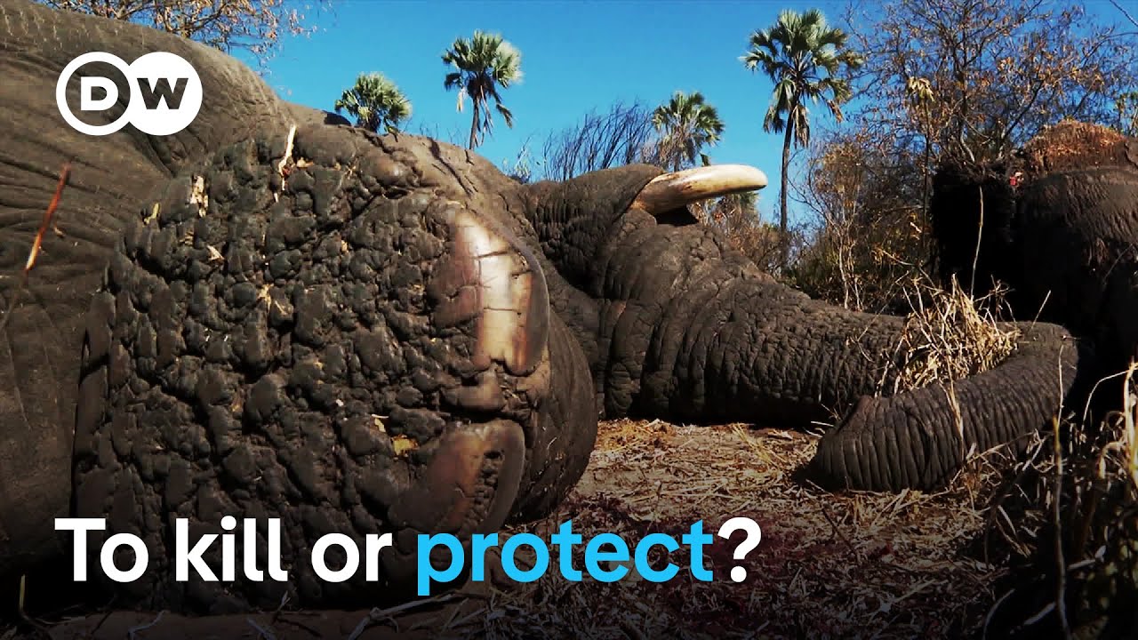 Botswana's Elephant Conundrum