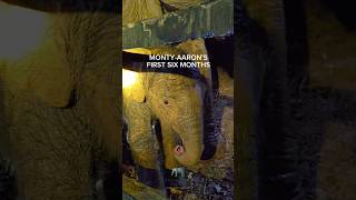 Celebrating baby elephant Monty-Aaron’s first six months at Following Giants Koh Lanta. 🐘💚