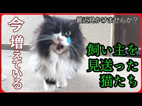 youtube-動物記事1970/01/01 09:00:00