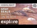 Gray Seals Mating Live Cam Highlight