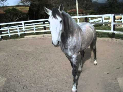 Tordilho Negro video