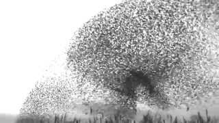 Basic Audio Zippy Fuzz - David Torn &quot;Traveller&#39;s Lament&quot;