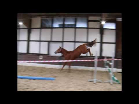 STARBUCKS 2j. Hengst v. Szenario - Silvio - Grannus VB 6500,- Euro