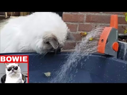 Running Water - Ragdoll Cat Fascinated by the Sound and Movement
