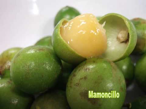 download lagu mp3 mp4 Frutas De Cuba, download lagu Frutas De Cuba gratis, unduh video klip Frutas De Cuba