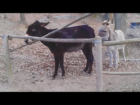 L'âne a un cerveau de la taille d'une planète - Vidéo drôle d'animaux intelligents