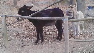 L'âne a un cerveau de la taille d'une planète - Vidéo drôle d'animaux intelligents