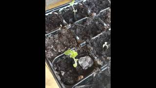 Empress tree - video 4 - after 2 months, 10 little trees keep growing