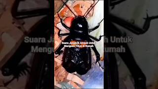 Download lagu Suara Jangkrik Pengusir Tikus | Bikin Suasana Tidur Seperti di Alam Bebas Terbuka Kebun Sawah Hutan mp3