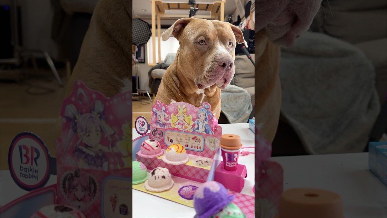 レイちゃんとサーティワン屋さんごっこ！プリキュアとコラボ！#shorts