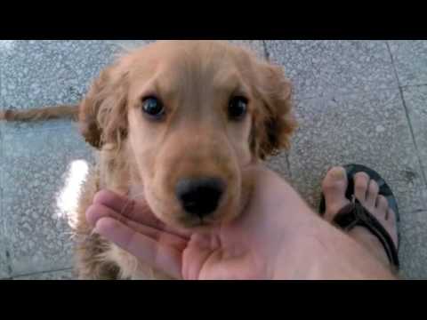 la mia cagnola bellissima