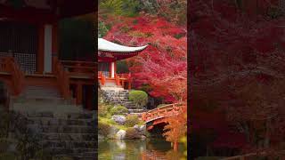 Autumn in Japan 4K UHD 🍁 Scenic Relaxation Film with Temples, Parks & Maple Leaves