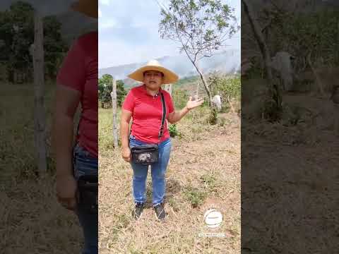 El clamor de habitantes de California y San José de Arenales en el  municipio Cunday en el #tolima