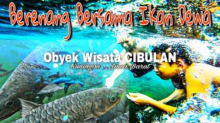 Download lagu Obyek Wisata Cibulan Kuningan Terbaru 2021| Berenang Bersama Ikan Dewa mp3