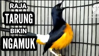 Download lagu Murai Batu NGAMUK bikin NYAUT | 100% Pancing EMOSI lawan mp3