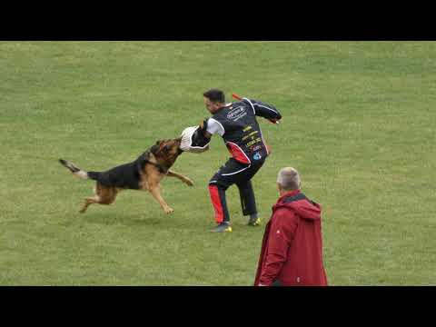 WUSV 2021 AUT 1- HASELMAIER ROLAND & WOODSTOCK VOM HAUS PIXNER C 96