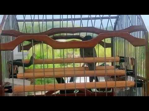 Coleiro Gigante do amigo Cosme Campos