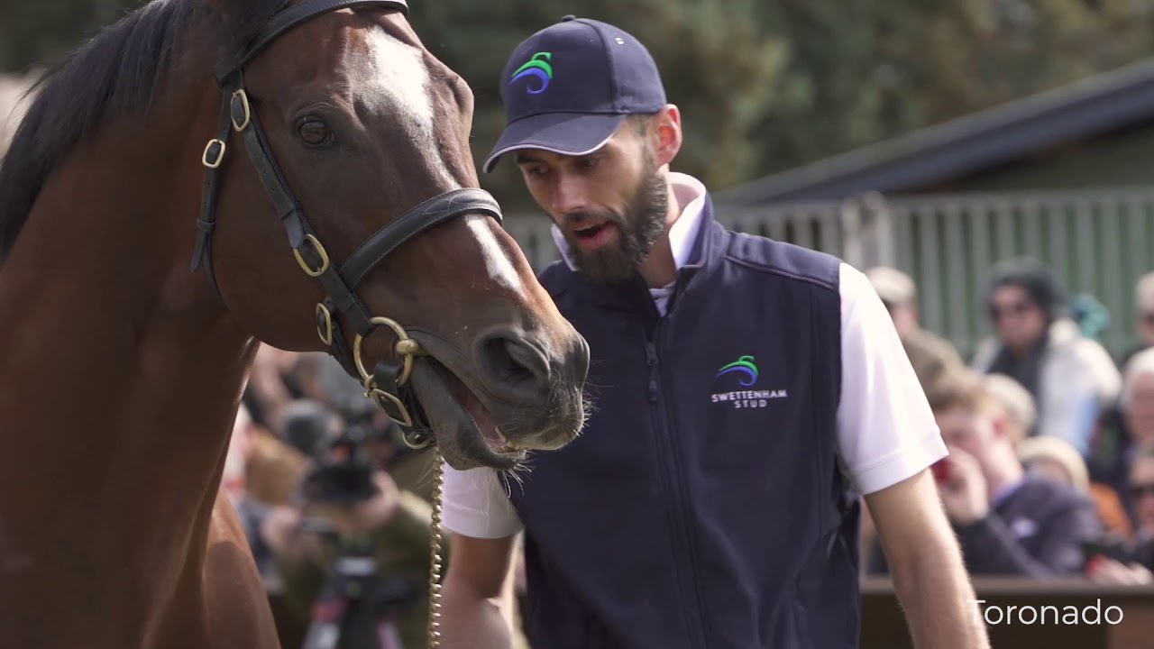 2019 Swettenham Stallion Parade
