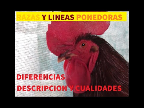 , title : 'Diferencias entre razas y lineas ponedoras'