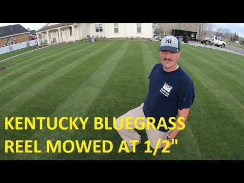 1/2 Inch KENTUCKY BLUEGRASS. Reel Mower