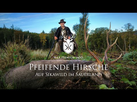 Pfeifende Hirsche - Sikabrunft im Arnsberger Wald - Jagd auf den Exot unter den Hirschartigen