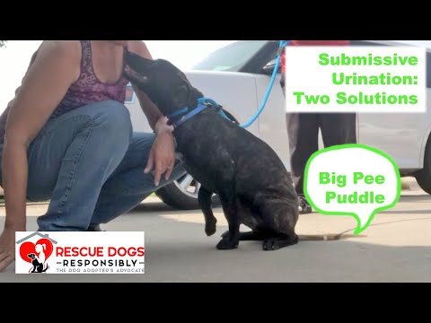 YouTube video about: How to stop submissive urination in dogs?