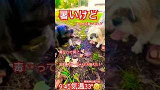 暑い再会2#youtubeshorts #youtube #癒し #犬 #犬のいる暮らし #いぬ #ミックス犬 #犬のいる生活 #いぬのいる生活 #公園 #散歩 #熱中症 #夏 #夏休み#親子 #愛犬