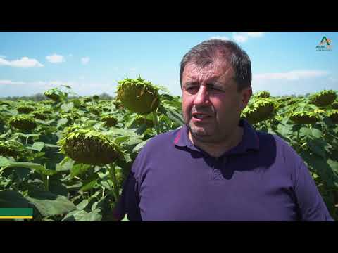 Testimonial Costel Deacu, fermier Turcoaia, Tulcea, tehnologie Agro-Est Muntenia, biostimulatori