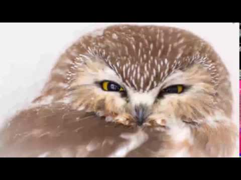 Great Horned Owl Duet