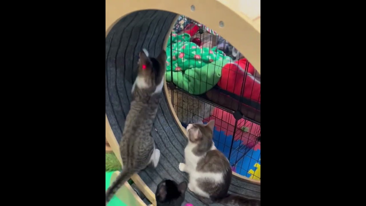 Enlarge Clover, a Adoptable Domestic Short Hair in Tillamook, OR video 3/6