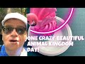 Disney S Animal Kingdom Kilimanjaro Safari Navi River Journey Flamingo Cupcake The Funk