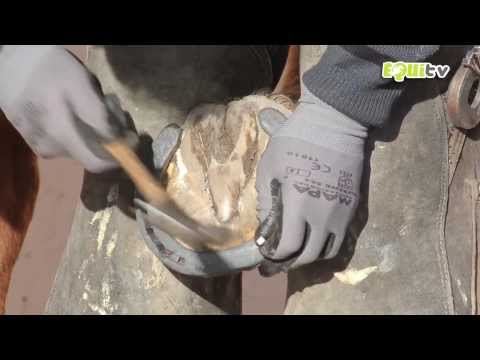 comment soigner abces pied cheval