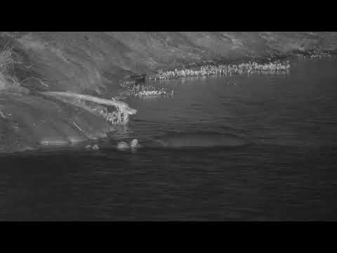 Djuma: Hippo in the dam - 22:12 - 01/23/21