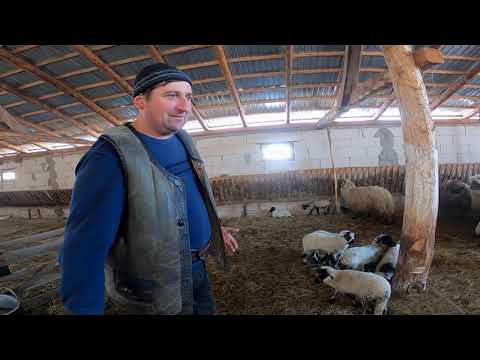 VOIEVOZII  EP.7 "IONEL GROZA DUCANU" ( Cu Mihai Moldovan )