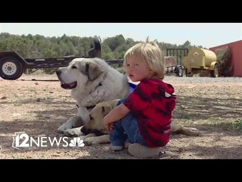 Toddler who wandered 7 miles in the wilderness reunited with dog that found him